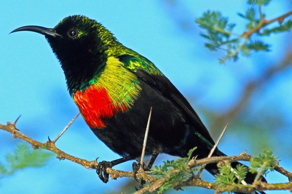 tanzania-birding-safari with Kichereko Safari