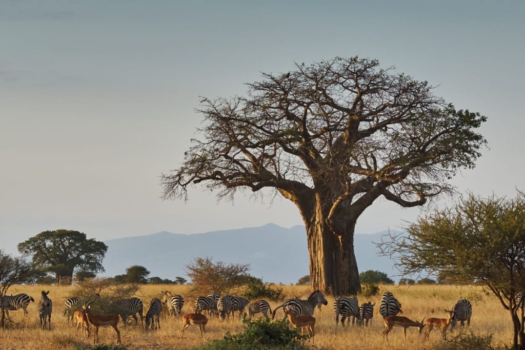 Tarangire-National-Park