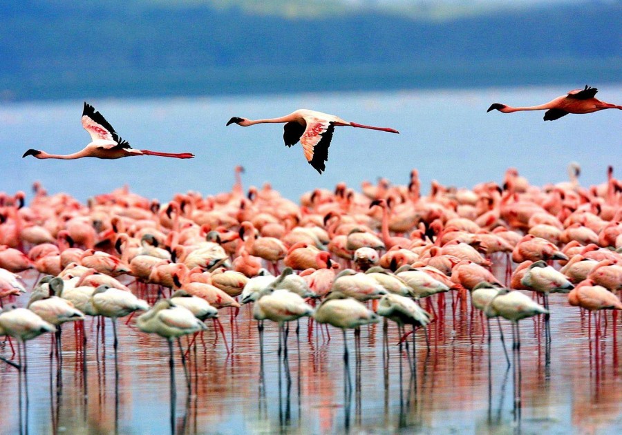 Lake Manyara