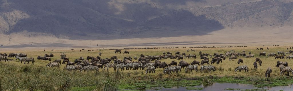 Ngorongoro